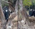 Κέρκυρα: Κτηνοτρόφος βασανίζει συστηματικά αγελάδες τις ακινητοποιεί με σχοινιά και τις αφήνει χωρίς νερό (βίντεο)