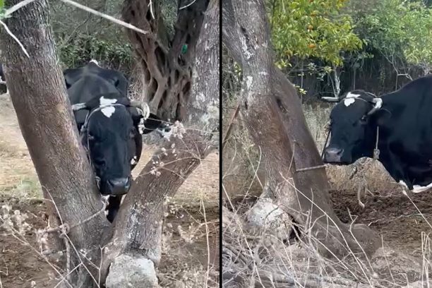Κέρκυρα: Κτηνοτρόφος βασανίζει συστηματικά αγελάδες τις ακινητοποιεί με σχοινιά και τις αφήνει χωρίς νερό (βίντεο)