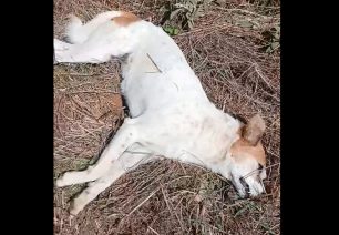 Πολλά σκυλιά δολοφονημένα με φόλες σε Κολωνιάτι και Μπιζάνι Ιωαννίνων (βίντεο)