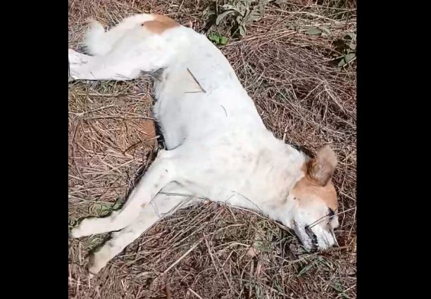 Πολλά σκυλιά δολοφονημένα με φόλες σε Κολωνιάτι και Μπιζάνι Ιωαννίνων (βίντεο)