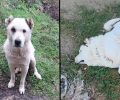 Κρίκελλο Ευρυτανίας: Με φόλες δολοφόνησε γάτες, μια αλεπού και έναν σκύλο (βίντεο)