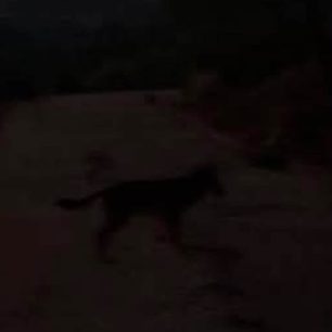 Το DNA θα δείξει αν πράγματι λύκος επιτέθηκε σε δρομέα στο Κρυονέρι Αττικής (βίντεο) 3 LinardosThanasisTravmataKryoneriAttikis24 9 2026 0
