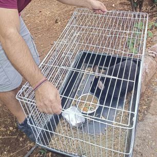 Έκκληση για τη φιλοξενία ετοιμόγεννου κουνελιού που βρέθηκε πεταμένο σε πλατεία στη Νέα Σμύρνη Αττικής 1 NeaSmyrniAttikisKouneli24 9 2026 5