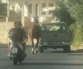 Νέα Στύρα Εύβοιας: Άλογο δεμένο σε αγροτικό Ι.Χ. κινείται στη μέση του δρόμου (βίντεο)