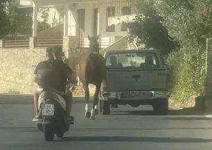 Νέα Στύρα Εύβοιας: Άλογο δεμένο σε αγροτικό Ι.Χ. κινείται στη μέση του δρόμου (βίντεο)