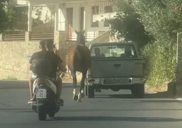 Νέα Στύρα Εύβοιας: Άλογο δεμένο σε αγροτικό Ι.Χ. κινείται στη μέση του δρόμου (βίντεο)