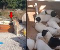 Πεδινή Ιωαννίνων: Έκκληση για να σωθούν 10 μωρά κουτάβια που βρέθηκαν πεταμένα στον σκουπιδότοπο