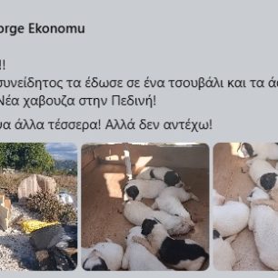 Πεδινή Ιωαννίνων: Έκκληση για να σωθούν 10 μωρά κουτάβια που βρέθηκαν πεταμένα στον σκουπιδότοπο 4 PediniIoanninonKoutaviaPetamena28 9 2026 4 1