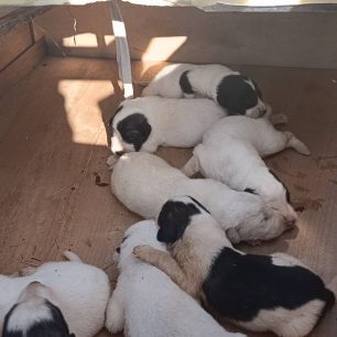 Πεδινή Ιωαννίνων: Έκκληση για να σωθούν 10 μωρά κουτάβια που βρέθηκαν πεταμένα στον σκουπιδότοπο 3 PediniIoanninonKoutaviaPetamena28 9 2026 4