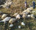 Από κεραυνό σκοτώθηκαν 88 πρόβατα στη Μικρή Γότιστα Ιωαννίνων (βίντεο)