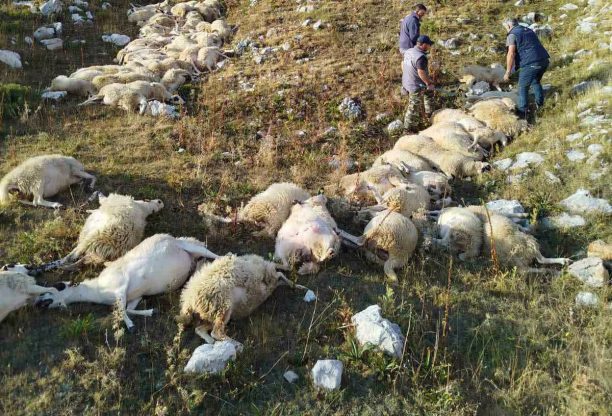 Από κεραυνό σκοτώθηκαν 88 πρόβατα στη Μικρή Γότιστα Ιωαννίνων (βίντεο)
