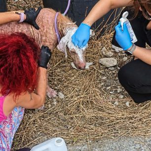 Φροντίζουν τον αδέσποτο σκύλο που βρέθηκε εξαθλιωμένος στη Σαλαώρα Άρτας (βίντεο) 13 SalaoraArtasSkeletomenosSkylos18 9 2026 20