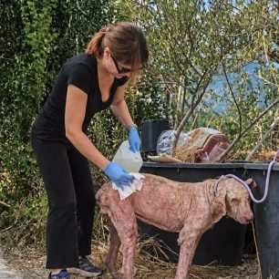 Φροντίζουν τον αδέσποτο σκύλο που βρέθηκε εξαθλιωμένος στη Σαλαώρα Άρτας (βίντεο) 10 SalaoraArtasSkeletomenosSkylos18 9 2026 21
