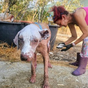 Φροντίζουν τον αδέσποτο σκύλο που βρέθηκε εξαθλιωμένος στη Σαλαώρα Άρτας (βίντεο) 11 SalaoraArtasSkeletomenosSkylos18 9 2026 22