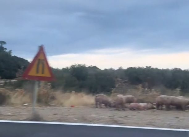 Νταλίκα ανατράπηκε στον Β.Ο.Α.Κ. στις Σίσες Ρεθύμνου – Γουρούνια νεκρά και ζωντανά βρέθηκαν στην άσφαλτο (βίντεο)