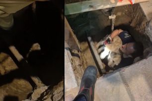 Θεσσαλονίκη: Πυροσβέστες έσωσαν σκύλο που έπεσε σε λακκούβα του Δ.Ε.Δ.Δ.Η.Ε. (βίντεο)
