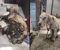 Θεσσαλονίκη: Γλύτωσε και χρειάζεται σπιτικό σκύλος που βρέθηκε κολλημένος σε πίσσα μεταξύ Χορτιάτη και Αγίου Βασιλείου (βίντεο)