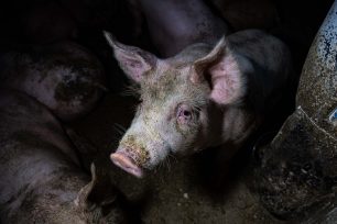 Άρρωστα γουρούνια, λάκκους με πτώματα και την άγρια κακοποίηση ζώων αποδεικνύει έρευνα της «REthink ANIMALS» σε 27 χοιροτροφεία στην Ελλάδα (βίντεο)