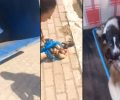 Βρανάς Ηλείας: Άρπαξε έξι νεογέννητα κουτάβια από τη μάνα τους και τα πέταξε ζωντανά στα σκουπίδια - Τα μικρά σώθηκαν (βίντεο)