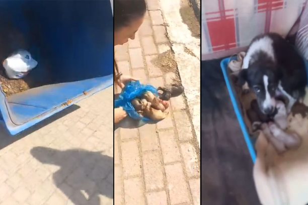 Βρανάς Ηλείας: Άρπαξε έξι νεογέννητα κουτάβια από τη μάνα τους και τα πέταξε ζωντανά στα σκουπίδια - Τα μικρά σώθηκαν (βίντεο)