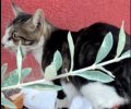 Χανιώτη Χαλκιδικής: Τουρίστρια ζητάει βοήθεια για την περίθαλψη τραυματισμένης γάτας (βίντεο)
