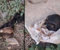 Χίος: Βρήκε στα Ταμπάκικα πεταμένα κλεισμένα σε σακούλα νεογέννητα κουτάβια – Το ένα ήδη νεκρό (βίντεο)