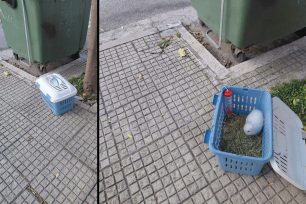 Αργυρούπολη Αττικής: Ακόμα ένα κουνέλι πεταμένο σαν σκουπίδι…