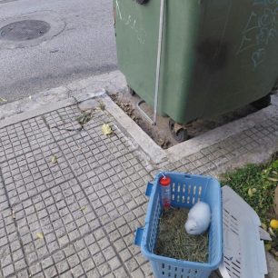 Αργυρούπολη Αττικής: Ακόμα ένα κουνέλι πεταμένο σαν σκουπίδι… 2 ArgyroupoliAttikisKouneli25 10 2026 1