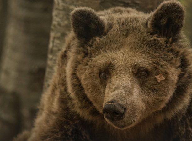 Πέθανε σε ηλικία 39 ετών μια από τις αρκούδες που έσωσε ο ΑΡΚΤΟΥΡΟΣ