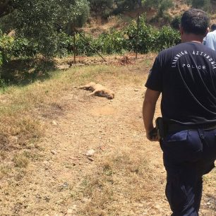 AvramiouMessiniasSkylosPyrovolimenos6 8 2019 0