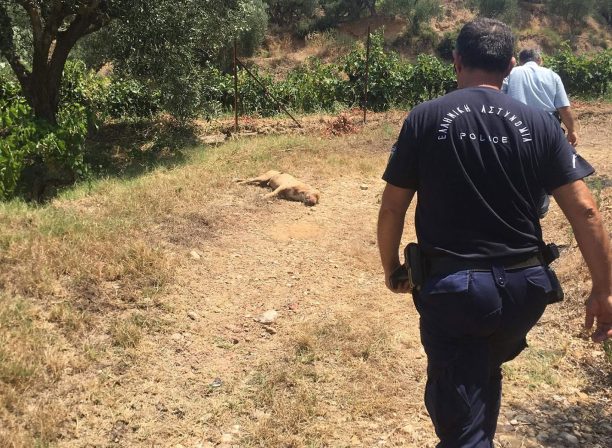 Αβραμιού Μεσσηνίας: Βρήκε σκύλο νεκρό πυροβολημένο με κυνηγετικό όπλο