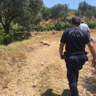 AvramiouMessiniasSkylosPyrovolimenos6 8 2019 3