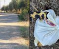 Δουνέικα Ηλεία: Άρπαξε 6 κουτάβια από τη μάνα τους τα έκλεισε σε σακούλα και τα πέταξε σε χωράφι (βίντεο)