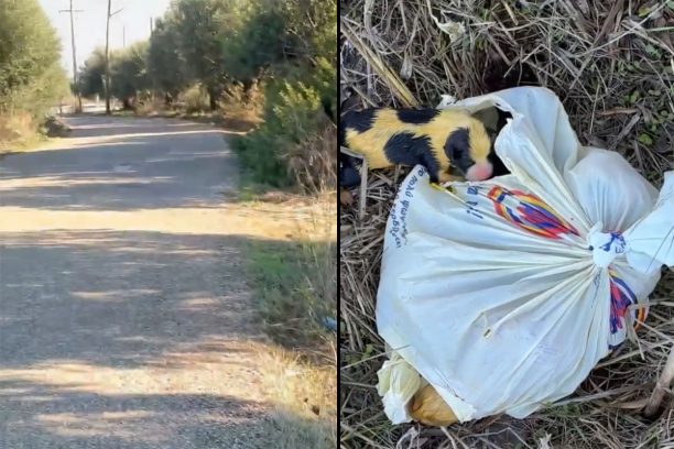 Δουνέικα Ηλεία: Άρπαξε 6 κουτάβια από τη μάνα τους τα έκλεισε σε σακούλα και τα πέταξε σε χωράφι (βίντεο)