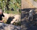 Έδεσσα Πέλλας: Έσωσε νεαρό σκύλο που βρήκε παγιδευμένο σε αρδευτικό κανάλι (βίντεο)