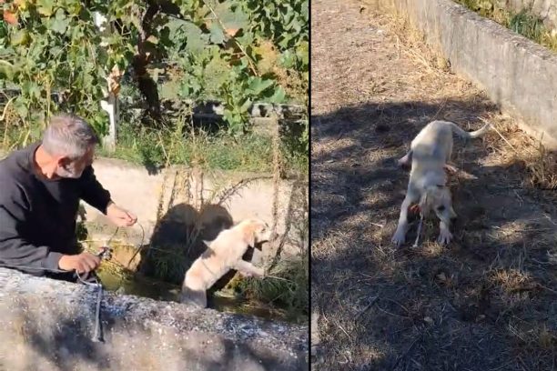 Έδεσσα Πέλλας: Έσωσε νεαρό σκύλο που βρήκε παγιδευμένο σε αρδευτικό κανάλι (βίντεο)