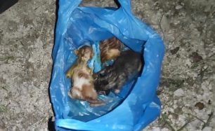 Φιλιατρά Μεσσηνίας: Έκλεισε νεογέννητα γατάκια σε σακούλα και τα πέταξε ζωντανά σε κάδο σκουπιδιών στο νεκροταφείο (βίντεο)