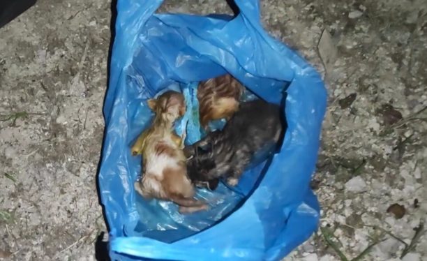 Φιλιατρά Μεσσηνίας: Έκλεισε νεογέννητα γατάκια σε σακούλα και τα πέταξε ζωντανά σε κάδο σκουπιδιών στο νεκροταφείο (βίντεο)