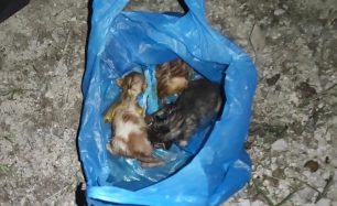 Φιλιατρά Μεσσηνίας: Έκλεισε νεογέννητα γατάκια σε σακούλα και τα πέταξε ζωντανά σε κάδο σκουπιδιών στο νεκροταφείο (βίντεο)
