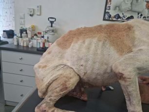 Γαργαλιάνοι Μεσσηνίας: Σκύλος σκελετωμένος με όγκο βρέθηκε εξαθλιωμένος να κείτεται έξω από το Δημοτικό Σχολείο (βίντεο)