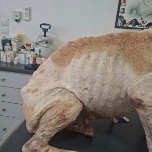 Γαργαλιάνοι Μεσσηνίας: Σκύλος σκελετωμένος με όγκο βρέθηκε εξαθλιωμένος να κείτεται έξω από το Δημοτικό Σχολείο (βίντεο) 1 GargalianoiMessiniasSkylosSkeletomenosOgo22 10 2026 3