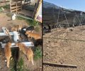 Κουτσουνάρι Λασιθίου: Εγκατέλειψε 120 γάτες σε απαράδεκτες συνθήκες – Πρόστιμα άνω των 240.000 € σε Βέλγο υπήκοο (βίντεο)