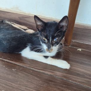 KoutsounariLasithiouGatesKriticat2026 3