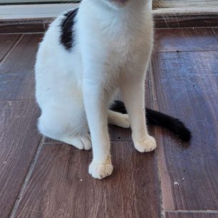 KoutsounariLasithiouGatesKriticat2026 4