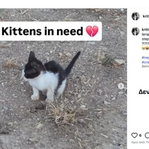 KoutsounariLasithiouGatesKriticatInstagram 4