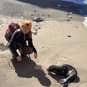 Επιχείρηση διάσωσης για ένα μωρό φώκιας στα Κύθηρα - Όλοι ελπίζουν να τα καταφέρει 2 KythiraFokiaMoroDiasosi17 10 2026 1