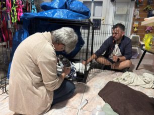Φροντίζουν τη νεογέννητη φώκια που βρέθηκε υποσιτισμένη σε παραλία των Κυθηρών (βίντεο)