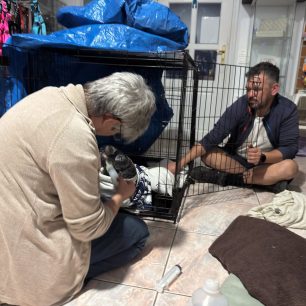 Επιχείρηση διάσωσης για ένα μωρό φώκιας στα Κύθηρα - Όλοι ελπίζουν να τα καταφέρει 6 KythiraFokiaMoroDiasosi17 10 2026 6
