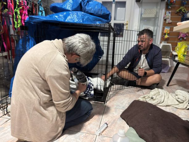 Φροντίζουν τη νεογέννητη φώκια που βρέθηκε υποσιτισμένη σε παραλία των Κυθηρών (βίντεο)