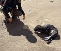Επιχείρηση διάσωσης για ένα μωρό φώκιας στα Κύθηρα - Όλοι ελπίζουν να τα καταφέρει